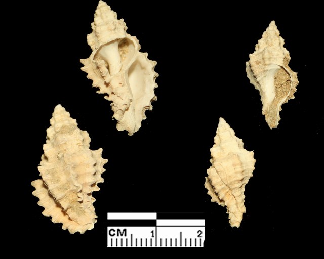 Muricopsis cristata (Brocchi, 1814) - Pleistocene